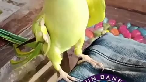 Show amazing parrot video