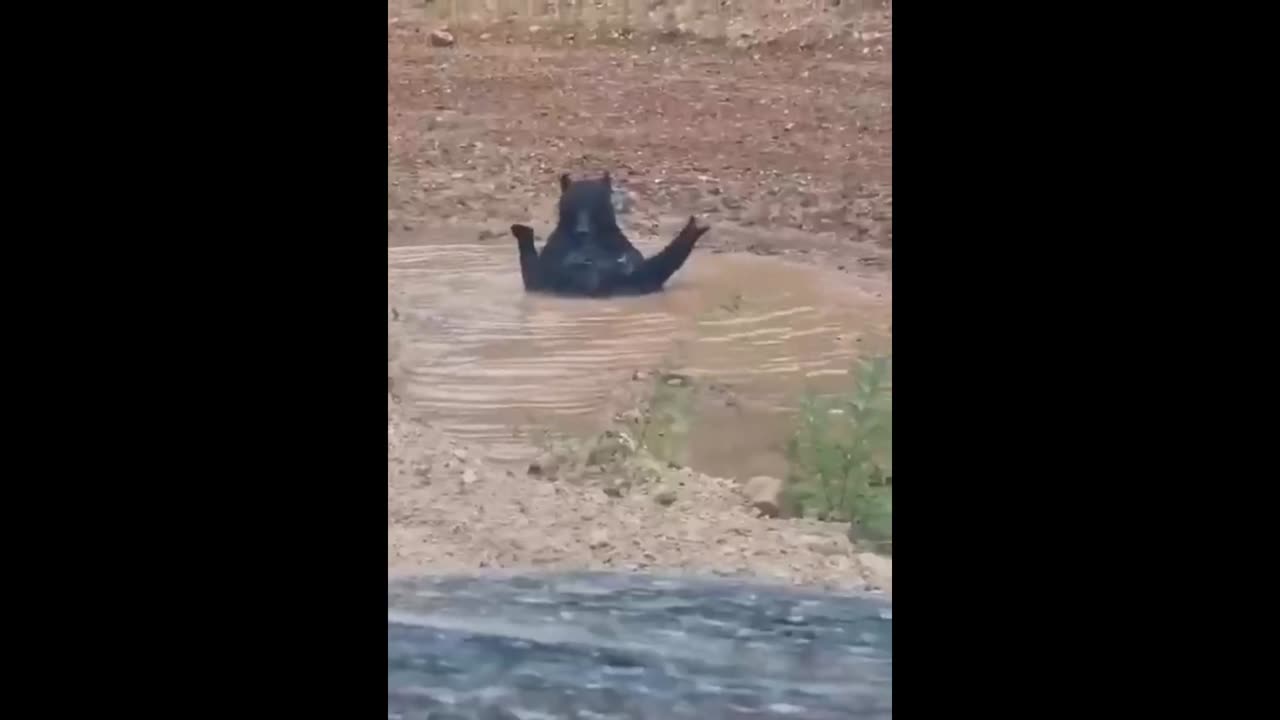 This Teddybear became the only one who is happy about the flood in Primorye, Russia