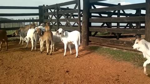 Terneros Brahman 2012 08-1.mp4