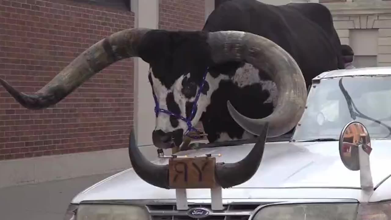 HILARIOUS: Nebraska Police Pull Over BULL In Car Passenger Seat
