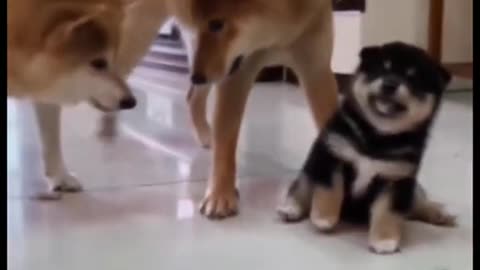 Funny Pets #funny #funnyvideos #haihuoc #giaitri #xuhuong #dog #cat