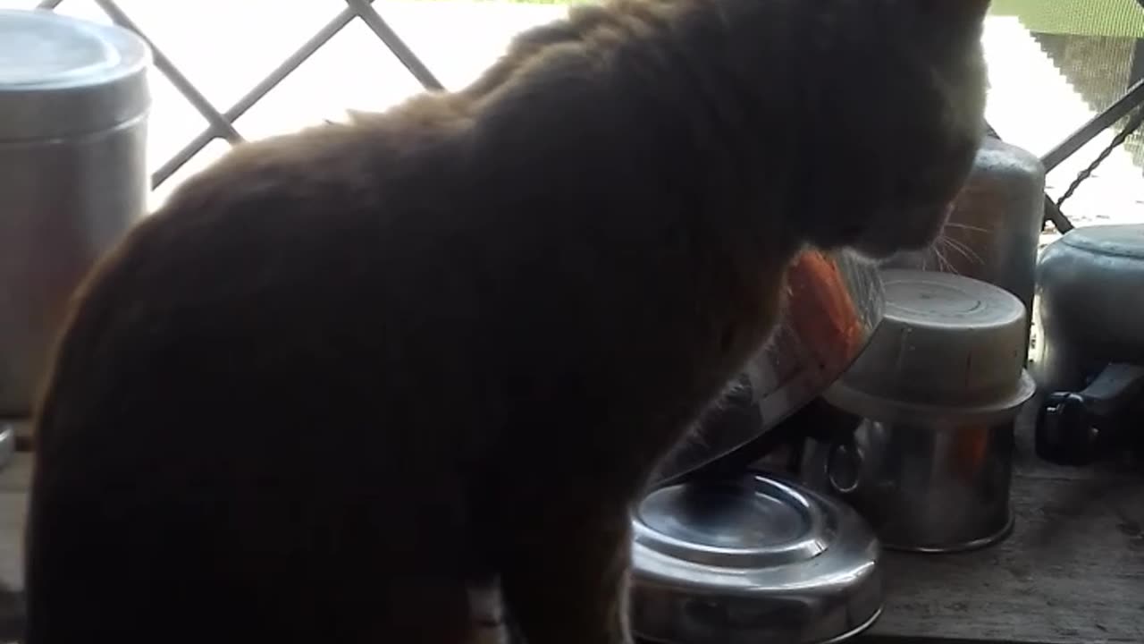 My cat enjoying seeing our standing on window