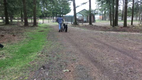 Henry's first Scoot