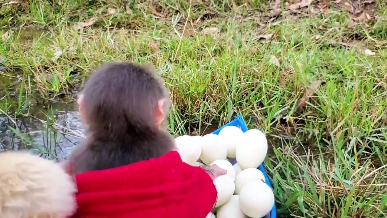 Baby monkey goes boat to collect duck eggs to help dad