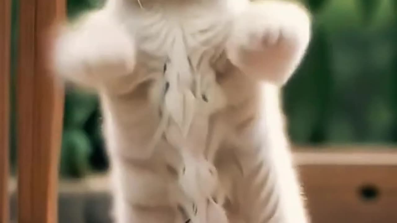 Cats dance