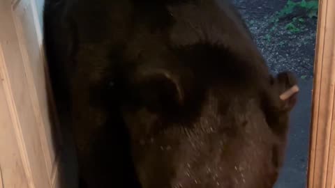 Bear Has Good Scratch Before Closing Door