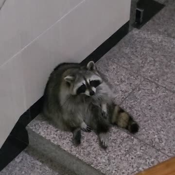 The raccoon is sitting on the floor watching the rain outside
