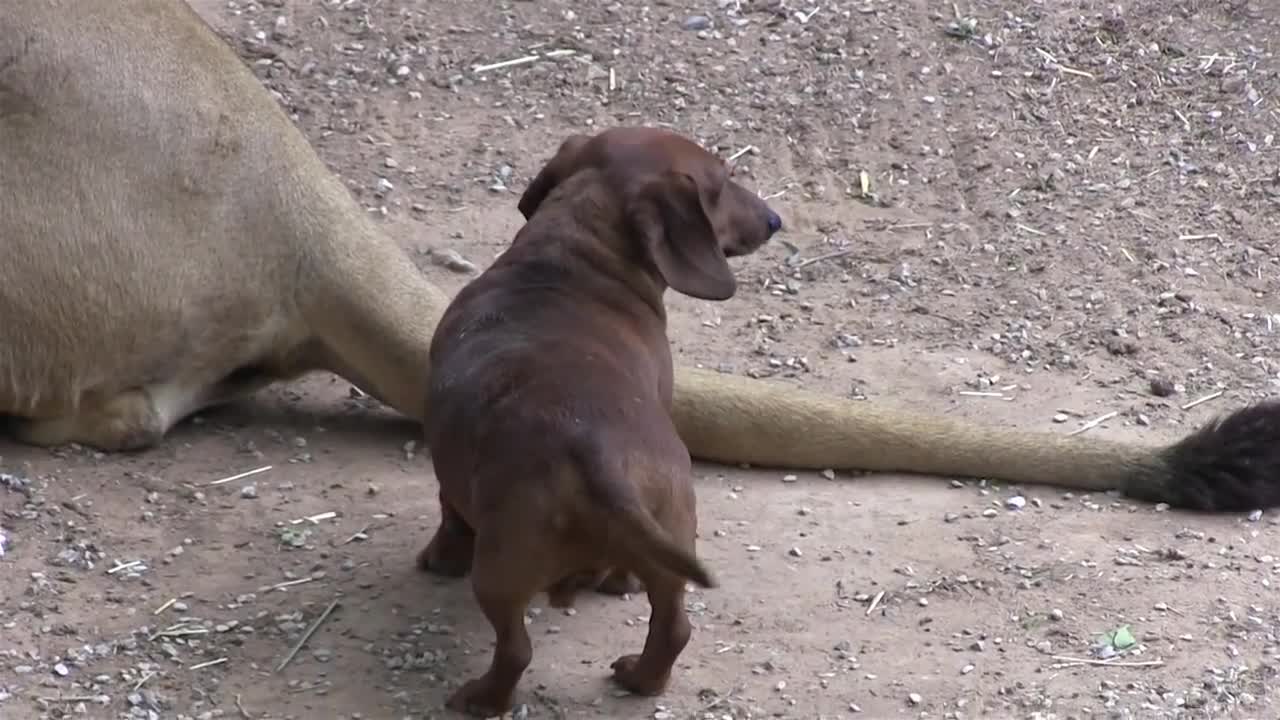 This unlikely friendship is just incredible!