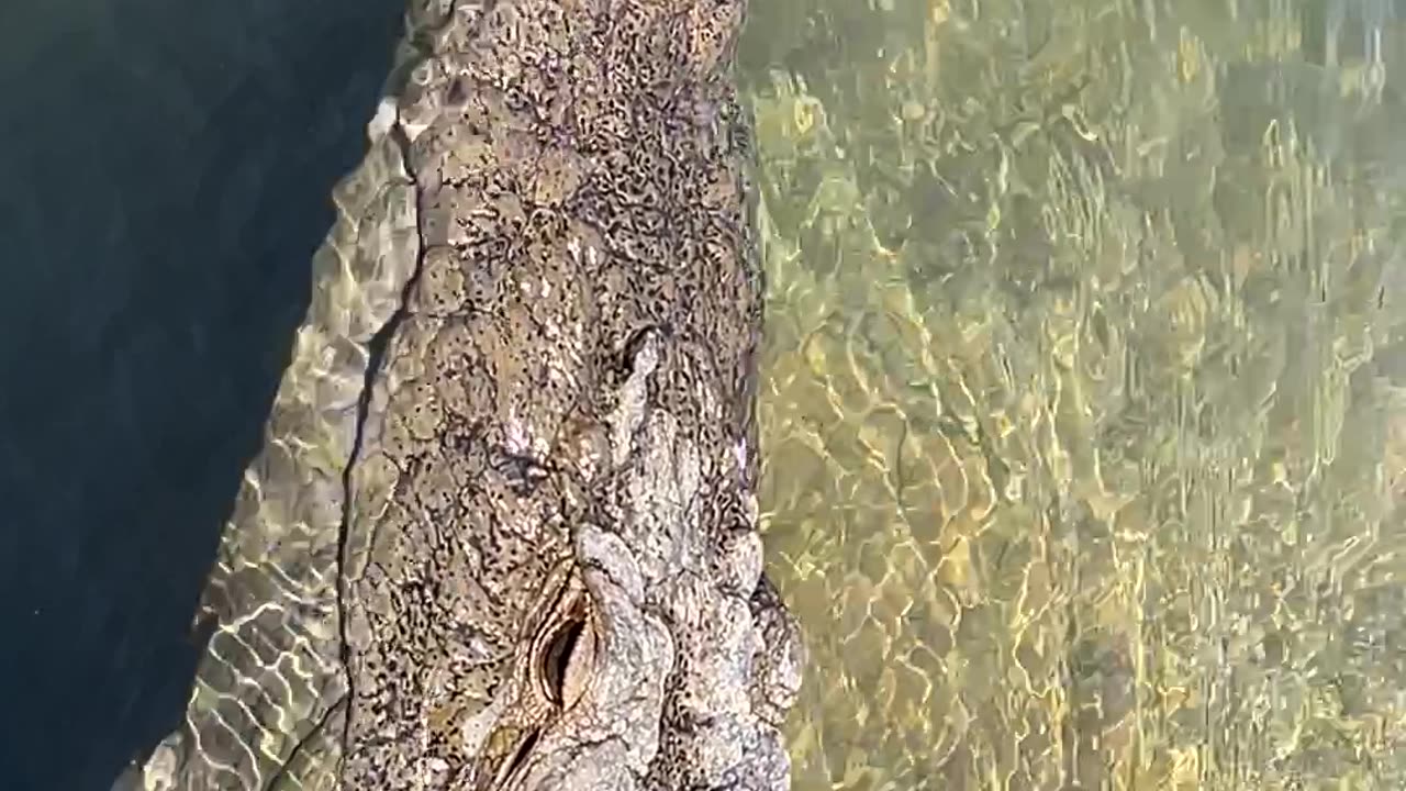 Crocodile In the River😱😱