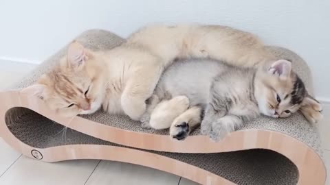 Kitten Kiki seems to love her mother too much