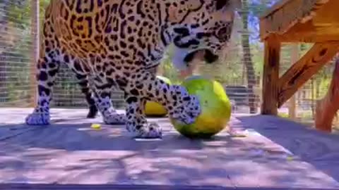 Jaguar Lovers Watermelon ! LoL