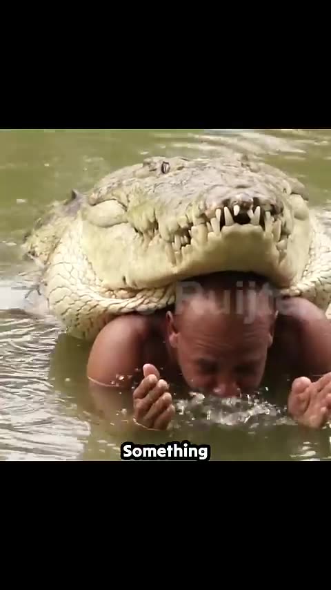 Crocodiles As Pets?