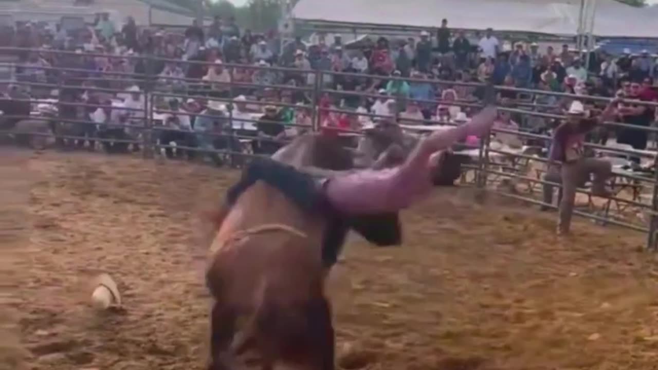 Bull that have wrecked the rider