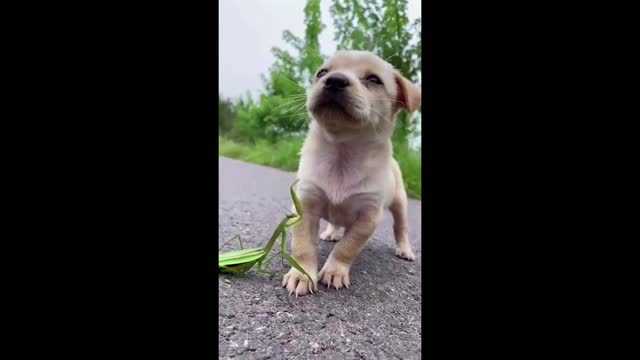 Cute Puppy Annoyed by Grasshopper