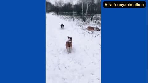 Dog accident 😆😆😆