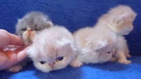 cute persian cats