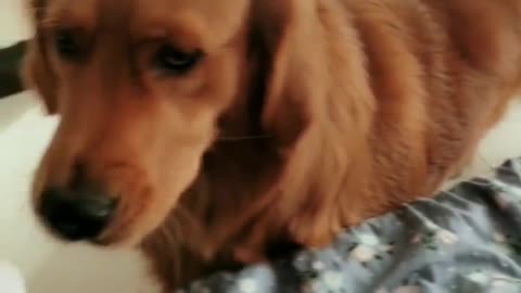dog funny