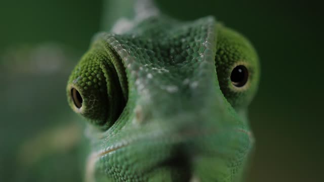 Chameleon Eyes