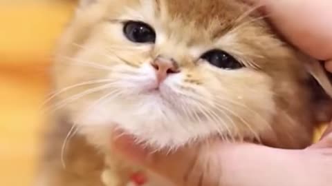 Funny And Cute 🥰 Animal videos 🤣🤣