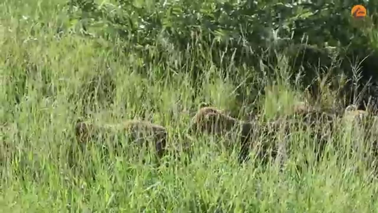 Heart-Warming Reunion Between Lost Cubs and Mother