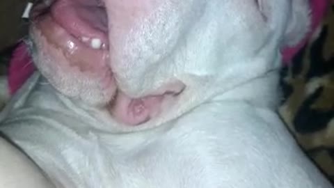 Lazy Doggo