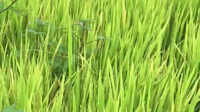 green rice in the fields