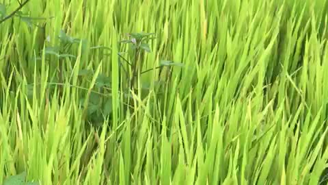 green rice in the fields