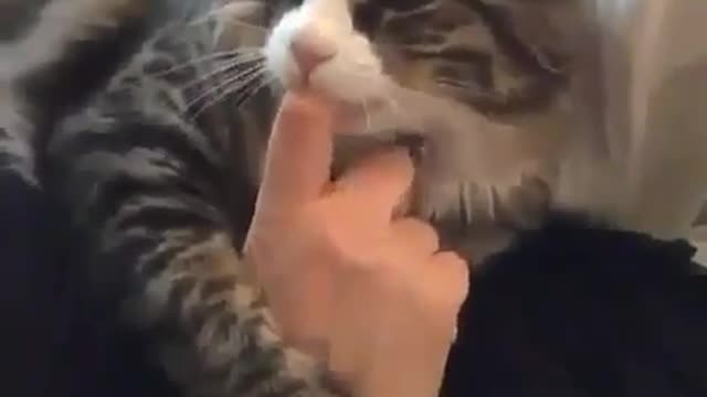 A beautiful cat sucks its owner's finger in an amazing way