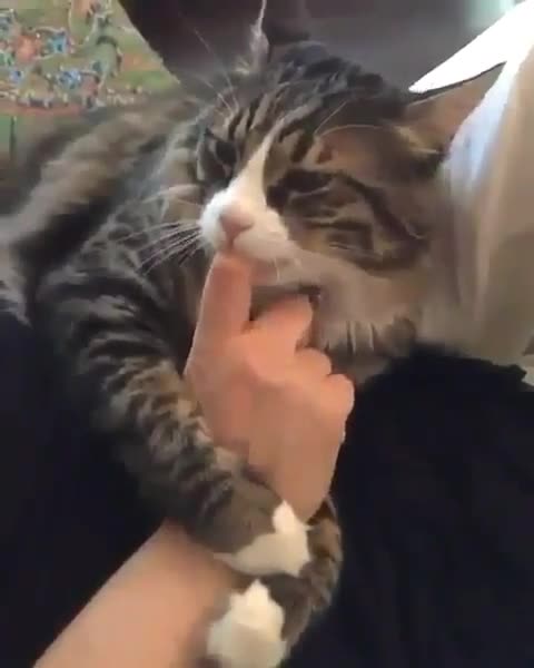 A beautiful cat sucks its owner's finger in an amazing way