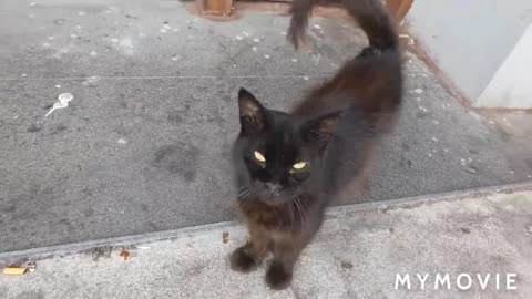 Funny cats and kittens 😂😄
