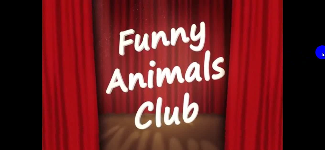Best Funny Cat Videos That Will Make You Laugh All Day 😂😹 (And Other Pets)