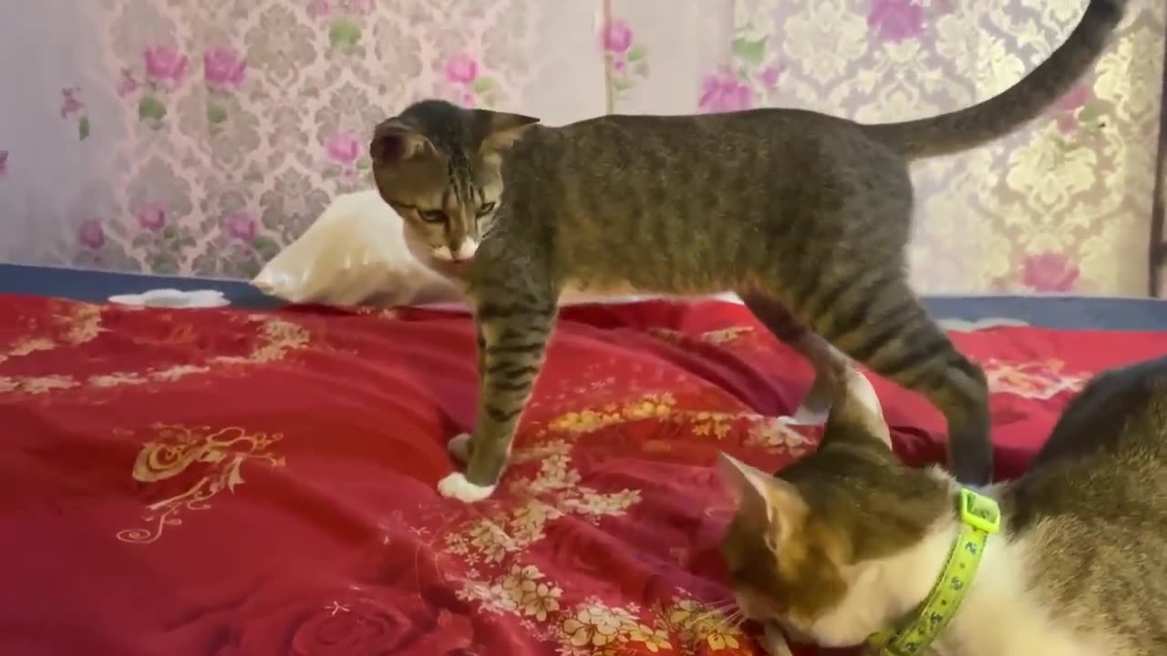 Two Cats Fighting