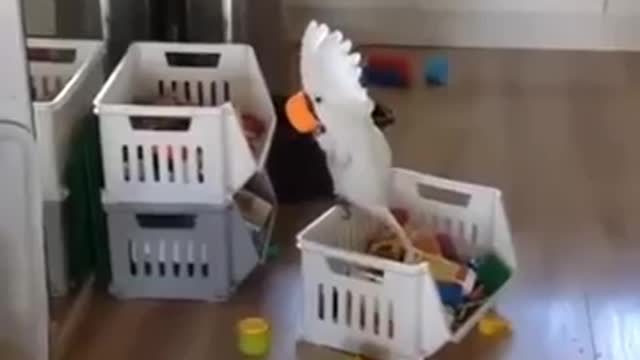 funny birds playing