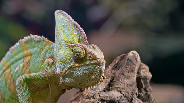 Colored chameleon