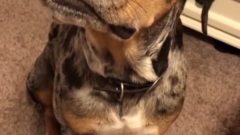 i didn't do nothing!