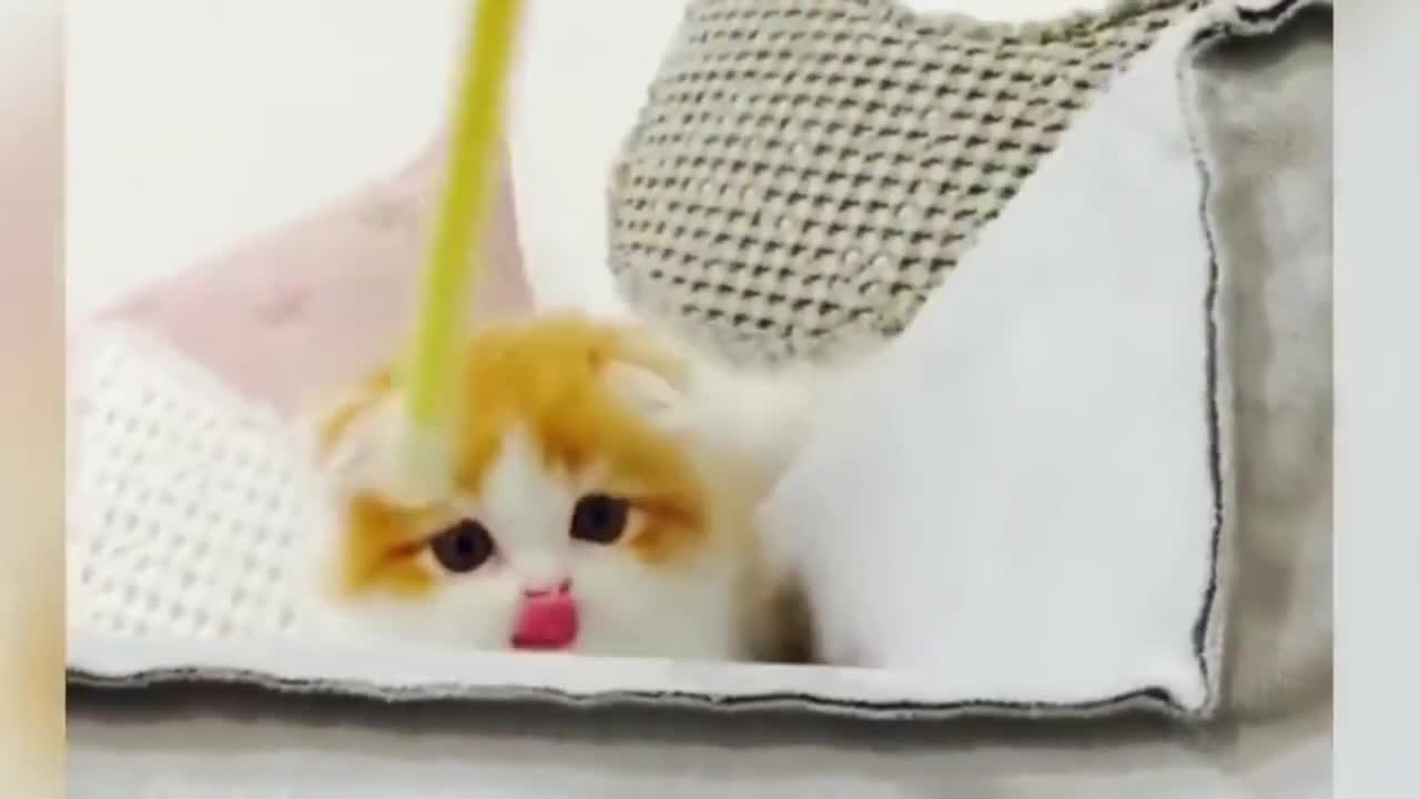 Funny cats 😹 Try Not To Laugh 2021