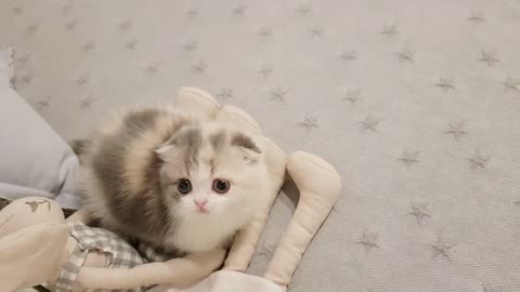 Playing with short leg cute kitten