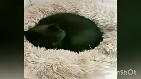 NEW FUNNY 🤣 VIDEOS|| CUTE CATS AND DOGS