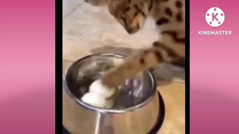How to funny moments scenes comedy videos