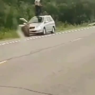 "Survival Instincts: Man Escapes Bear Attack by Jumping to Safety in Car"