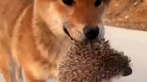 Puppy with a small hedgehog