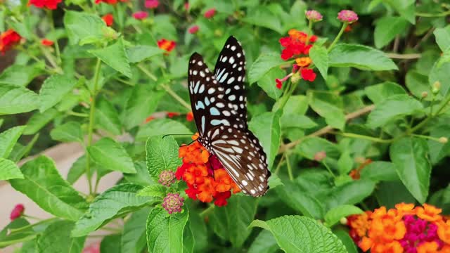 A Butterfly On A Flower