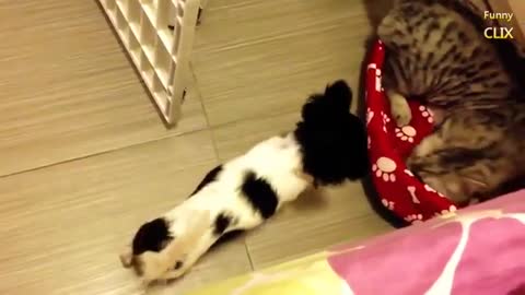 cats stealing dog bed