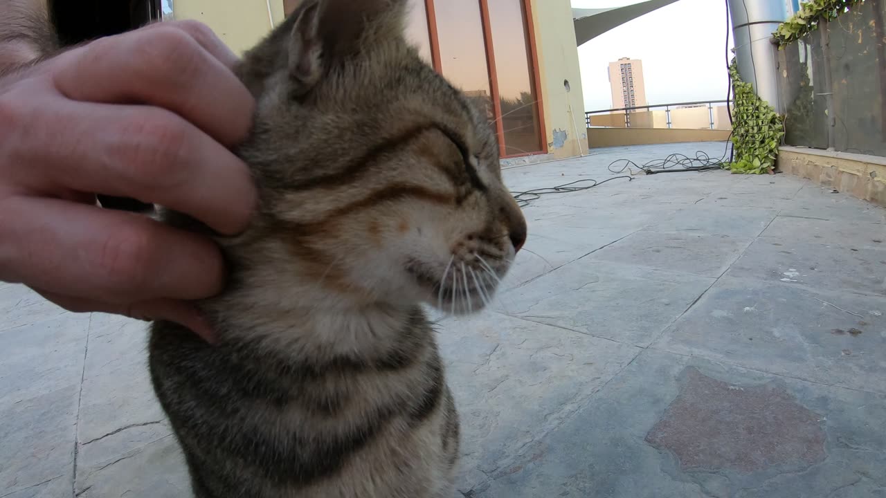 Homeless cat in Ras Al Khaimah, UAE: MICHAEL JACKSON #cat #cats #MichaelJackson #UAE #pets #pet #4u