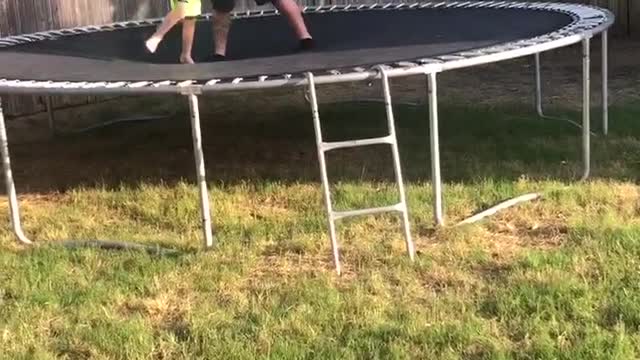 Dog Makes Amazing Tackle on Trampoline