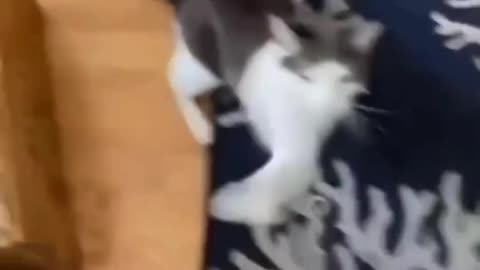 Funny cat animals videos