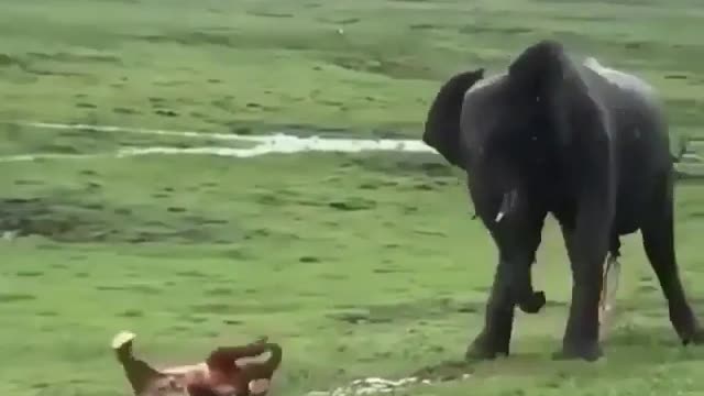 Elephant giving birth to their young ones