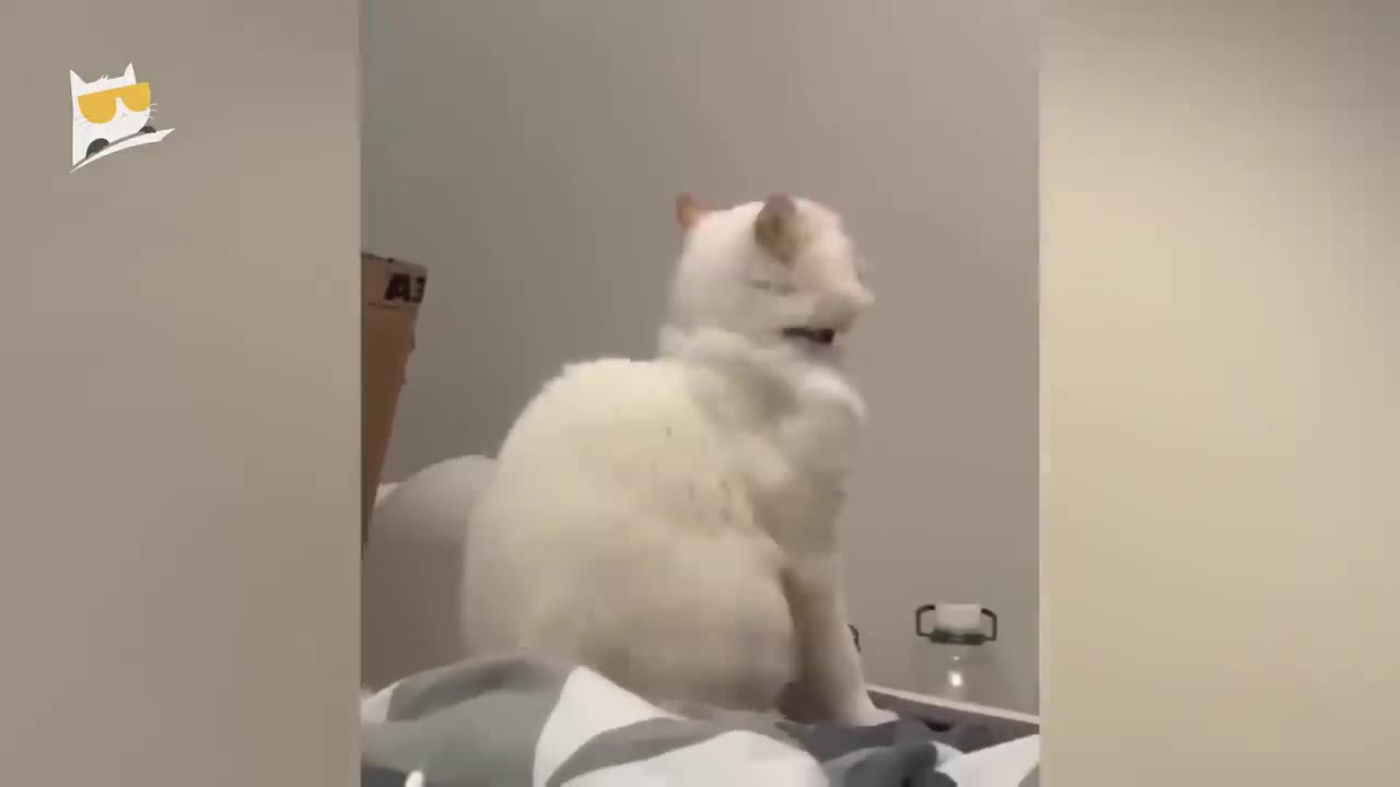 Cat funny video