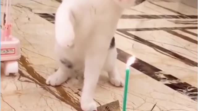 cat blows the candle