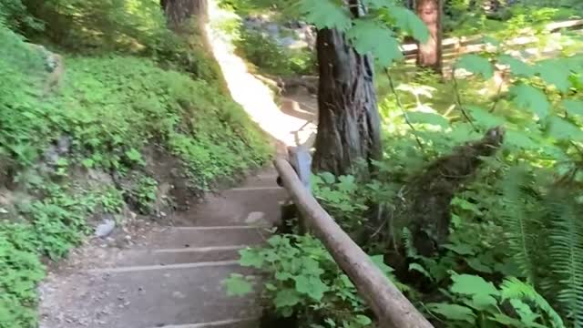 Group of Hikers Meet Black Bear on Trail